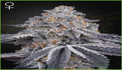 Dosidos x Holy Punch Genetics